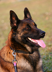 Image showing malinois