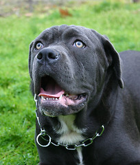 Image showing cane corso