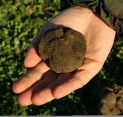 Image showing truffles