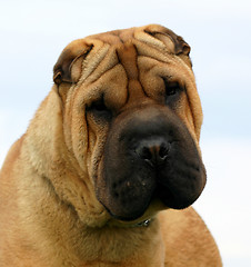 Image showing Shar Pei