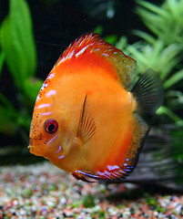 Image showing discus in aquarium