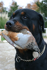 Image showing hunting rottweiler