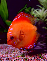 Image showing discus in aquarium