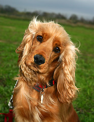 Image showing cocker spaniel