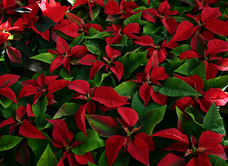 Image showing Poinsettia