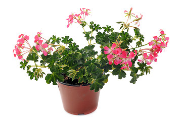 Image showing hanging geraniums