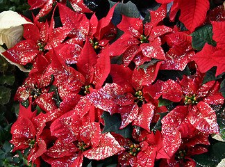 Image showing Poinsettia