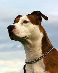 Image showing american staffordhire terrier