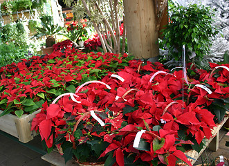 Image showing Poinsettia