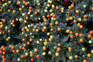 Image showing Solanum pseudocapsicum