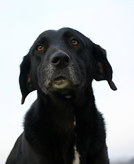 Image showing old labrador retriever