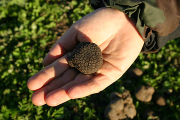 Image showing truffles