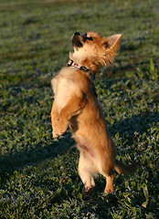 Image showing puppy chihuahua upright