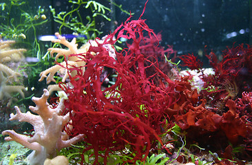 Image showing red Seaweed