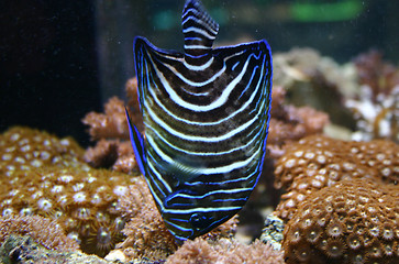 Image showing Koran Angelfish