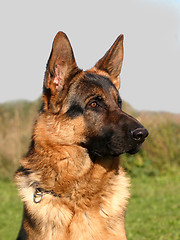 Image showing german shepherd