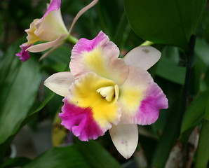 Image showing phalaenopsis