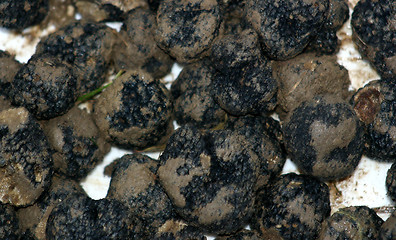 Image showing truffles