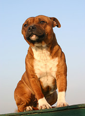 Image showing staffordshire bull terrier