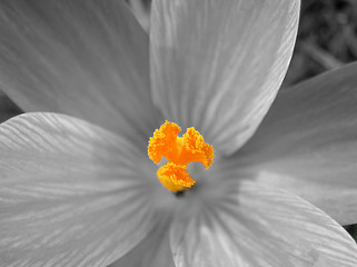 Image showing Macro floral world