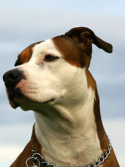 Image showing american staffordhire terrier