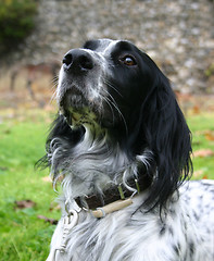 Image showing english setter