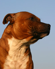 Image showing staffordshire bull terrier