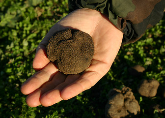 Image showing truffles