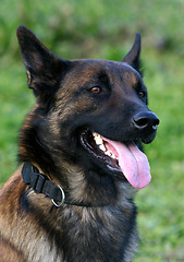 Image showing malinois