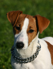 Image showing puppy jack russel terrier