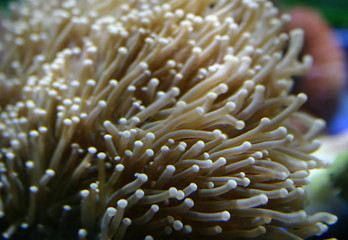 Image showing sea anemone