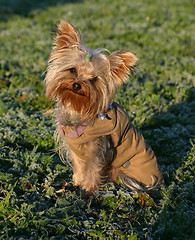 Image showing yorkshire terrier in whiter