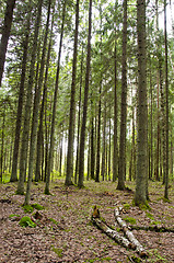 Image showing Always verdant conifer forest tree trunk in autumn 