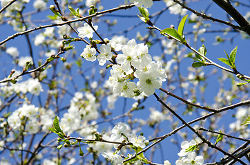 Image showing blooming apple tree branch on background of sky 