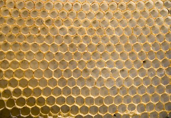 Image showing Honeycomb mesh 