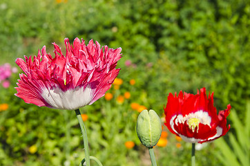 Image showing Spring blooming decorative poppy flowers and buds 