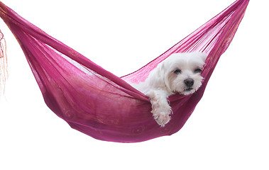 Image showing Just hanging around - puppy dog in hammock