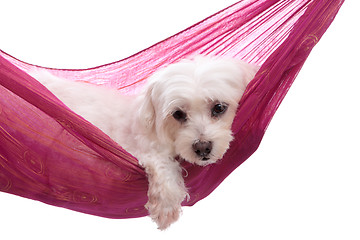 Image showing Pampered puppy lying in hammock