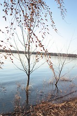 Image showing Smooth Waves and Trees 