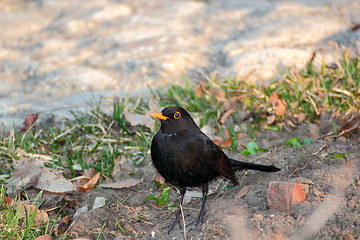 Image showing cantankerous bird