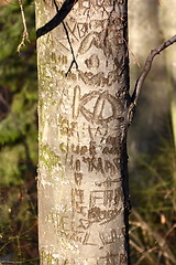 Image showing graved tree