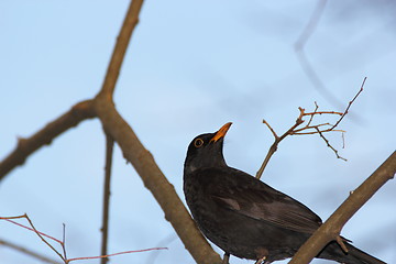 Image showing male blackbird