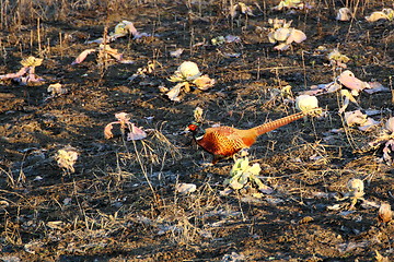 Image showing pheasant cock