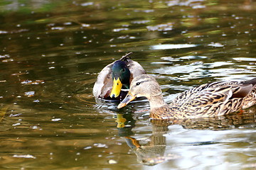 Image showing couple of wild ducks