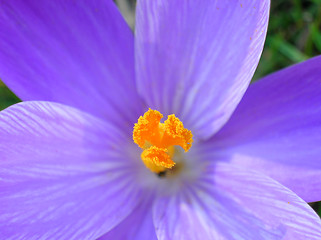 Image showing Blue crocus