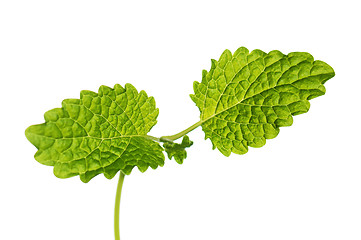 Image showing Fresh green mint isolated on white 