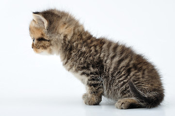 Image showing adorable small tabby  kitten