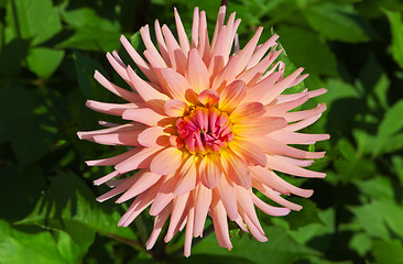 Image showing Dahlia