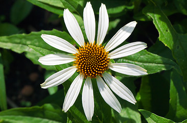 Image showing White Coneflower