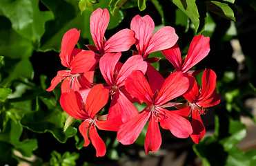 Image showing Geranium